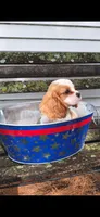 Cavi baby boy, a male Cavalier King Charles Spaniel for sale in Bradley, IL – 2 of 7