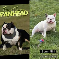 Missy Moo, a female American Bully for sale in Bradley, IL – 2 of 4
