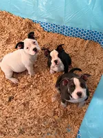 Missy Moo, a female American Bully for sale in Bradley, IL – 7 of 8