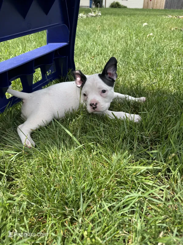 Missy – American Bully puppy for sale in Bradley, IL