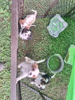Cavi baby boy, a male Cavalier King Charles Spaniel for sale in Bradley, IL – 6 of 7
