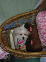 Kobie, a male Morkie for sale in Houston, TX – Photo 4 of 4