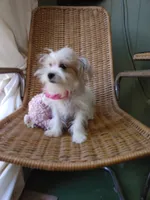 Kobie, a male Morkie for sale in Houston, TX – Photo 2 of 4