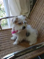 Kobie, a male Morkie for sale in Houston, TX – Photo 3 of 4