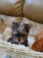 Chip, a male Yorkshire Terrier for sale in Houston, TX – Photo 4 of 5