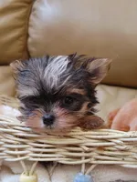 Chip, a male Yorkshire Terrier for sale in Houston, TX – Photo 3 of 5