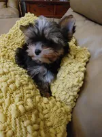 Chip, a male Yorkshire Terrier for sale in Houston, TX – Photo 2 of 5