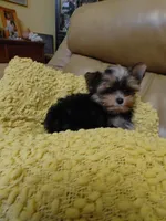 Chip, a male Yorkshire Terrier for sale in Houston, TX – Photo 5 of 5