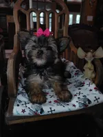 Tilly, a female Yorkshire Terrier for sale in Houston, TX – Photo 2 of 7