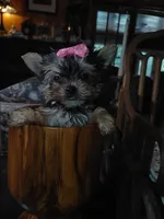 Tilly, a female Yorkshire Terrier for sale in Houston, TX – Photo 5 of 7