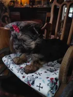 Tilly, a female Yorkshire Terrier for sale in Houston, TX – Photo 1 of 7