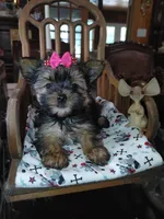 Tilly, a female Yorkshire Terrier for sale in Houston, TX – Photo 3 of 7