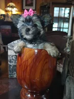 Tilly, a female Yorkshire Terrier for sale in Houston, TX – Photo 6 of 7