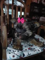Tilly, a female Yorkshire Terrier for sale in Houston, TX – Photo 7 of 7