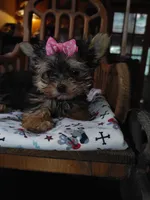 Lacy, a female Yorkshire Terrier for sale in Houston, TX – Photo 6 of 6