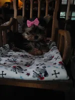 Lacy, a female Yorkshire Terrier for sale in Houston, TX – Photo 3 of 6
