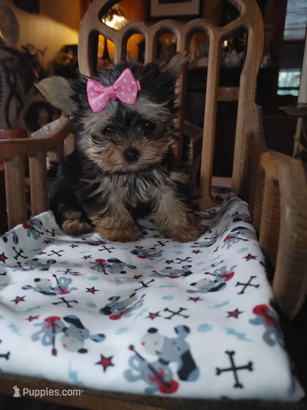Lacy, a female Yorkshire Terrier for sale in Houston, TX – Photo 1 of 6