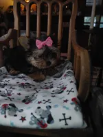 Lacy, a female Yorkshire Terrier for sale in Houston, TX – Photo 2 of 6