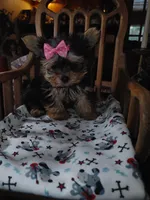 Lacy, a female Yorkshire Terrier for sale in Houston, TX – Photo 4 of 6