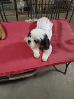 Giselle, a female Shih Tzu for sale in Houston, TX – Photo 3 of 4