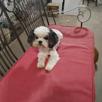 Giselle, a female Shih Tzu for sale in Houston, TX – Photo 1 of 4