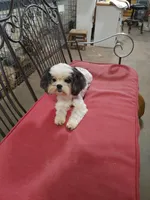 Giselle, a female Shih Tzu for sale in Houston, TX – Photo 1 of 4