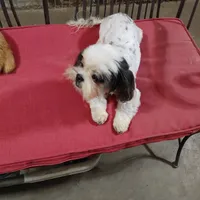 Giselle, a female Shih Tzu for sale in Houston, TX – Photo 2 of 4