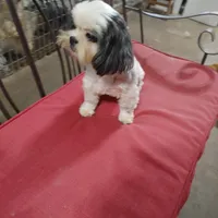 Giselle, a female Shih Tzu for sale in Houston, TX – Photo 4 of 4