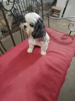 Giselle, a female Shih Tzu for sale in Houston, TX – Photo 4 of 4