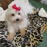 Gracy, a female Yorkshire Terrier for sale in Houston, TX – Photo 4 of 6