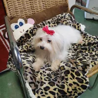 Gracy, a female Yorkshire Terrier for sale in Houston, TX – Photo 6 of 6