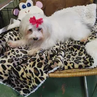 Gracy, a female Yorkshire Terrier for sale in Houston, TX – Photo 2 of 6