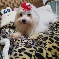 Gracy, a female Yorkshire Terrier for sale in Houston, TX – Photo 3 of 6