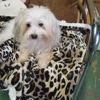 Gracy, a female Yorkshire Terrier for sale in Houston, TX – Photo 5 of 6