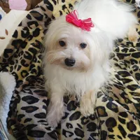 Gracy, a female Yorkshire Terrier for sale in Houston, TX – Photo 1 of 6