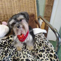 Jacks are Black, a male Yorkshire Terrier for sale in Houston, TX – Photo 4 of 7