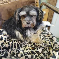 Jacks are Black, a male Yorkshire Terrier for sale in Houston, TX – Photo 7 of 7