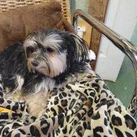 Jacks are Black, a male Yorkshire Terrier for sale in Houston, TX – Photo 6 of 7