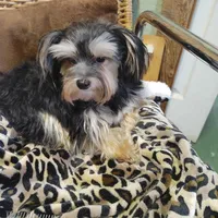 Jacks are Black, a male Yorkshire Terrier for sale in Houston, TX – Photo 5 of 7