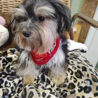 Jacks are Black, a male Yorkshire Terrier for sale in Houston, TX – Photo 3 of 7