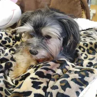 Jacks are Black, a male Yorkshire Terrier for sale in Houston, TX – Photo 1 of 7