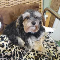 Jacks are Black, a male Yorkshire Terrier for sale in Houston, TX – Photo 2 of 7