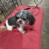 Cracker Jack, a male Shih Tzu for sale in Houston, TX – Photo 1 of 6