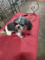 Cracker Jack, a male Shih Tzu for sale in Houston, TX – Photo 1 of 6