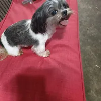 Cracker Jack, a male Shih Tzu for sale in Houston, TX – Photo 2 of 6