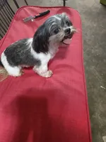 Cracker Jack, a male Shih Tzu for sale in Houston, TX – Photo 2 of 6