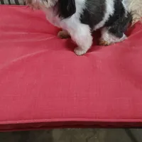 Cracker Jack, a male Shih Tzu for sale in Houston, TX – Photo 3 of 6