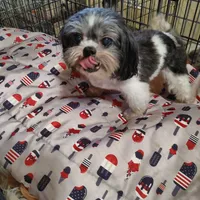 Cracker Jack, a male Shih Tzu for sale in Houston, TX – Photo 4 of 6