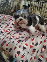 Cracker Jack, a male Shih Tzu for sale in Houston, TX – Photo 4 of 6