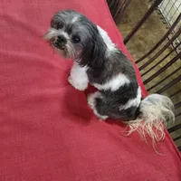 Cracker Jack, a male Shih Tzu for sale in Houston, TX – Photo 6 of 6